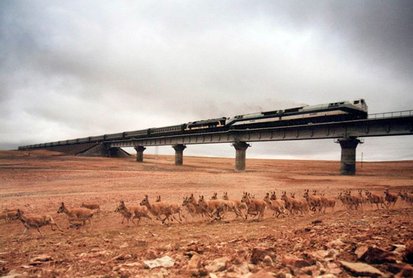 Qinghai-Tibet Railway opening green passageway for wild animals